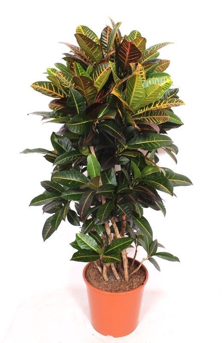 Codiaeum Petra