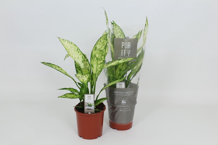 <h4>Dieffenbachia Vesuvius</h4>