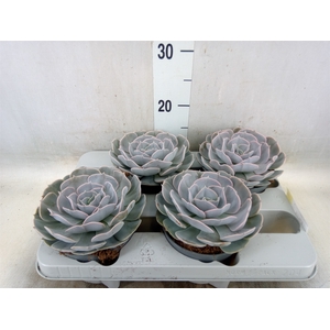 Echeveria  'Pollux'