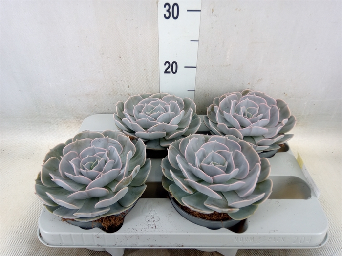 <h4>Echeveria  'Pollux'</h4>
