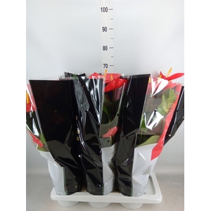 Anthurium andr. 'Oklahoma'