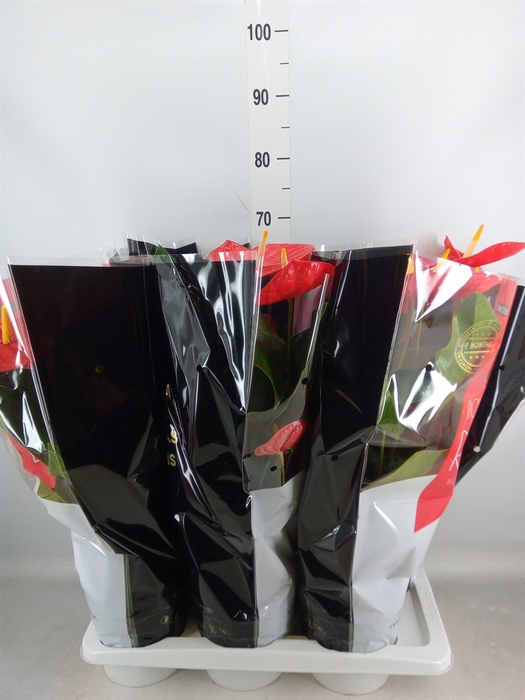 <h4>Anthurium andr. 'Oklahoma'</h4>