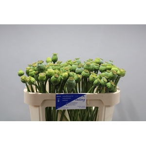 Papaver Bal L