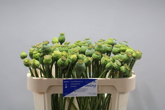 <h4>Papaver Bal L</h4>