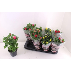Rosa Patio-Hit gemengd 4 soorten