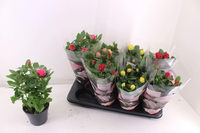 <h4>Rosa Patio-Hit gemengd 4 soorten</h4>