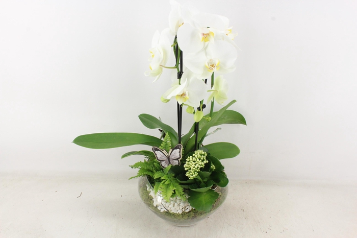 <h4>arr2 PL - Glas Olay phal wit</h4>