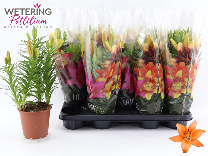 <h4>LIL AS TINY INVADER</h4>