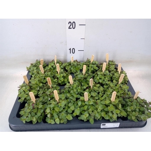 Callisia repens 'Turtle'