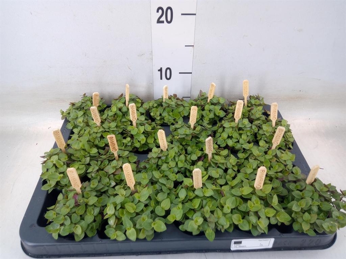 <h4>Callisia repens 'Turtle'</h4>