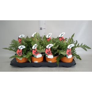 Papaver orientale 'Orange Glow'