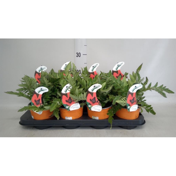 <h4>Papaver orientale 'Orange Glow'</h4>