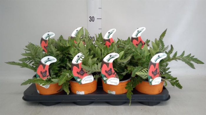 <h4>Papaver orientale 'Orange Glow'</h4>