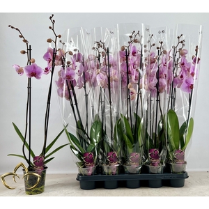 PHAL OV ROZE