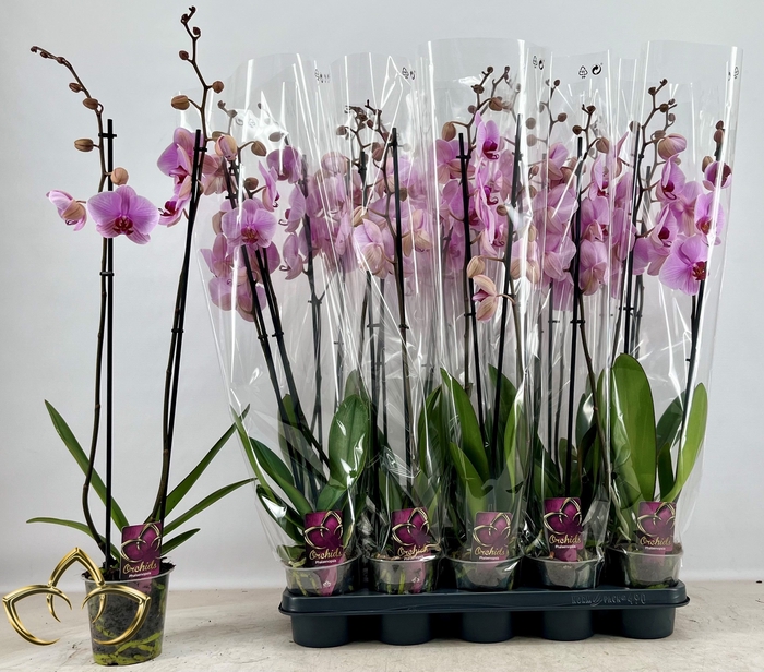 <h4>PHAL OV ROZE</h4>