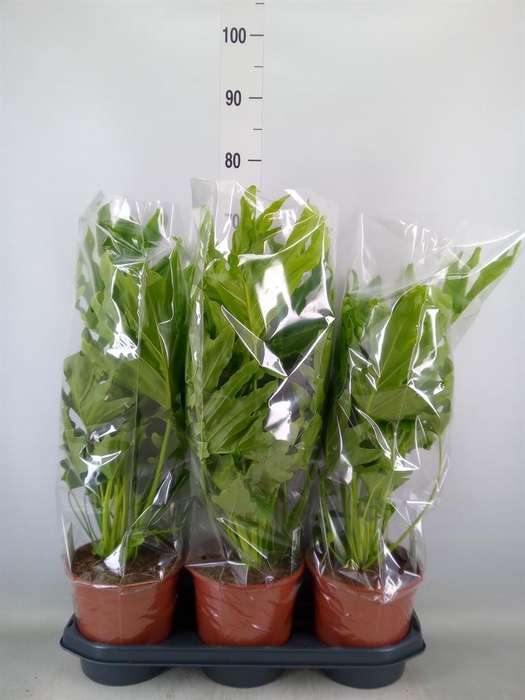 <h4>Philodendron   ...</h4>