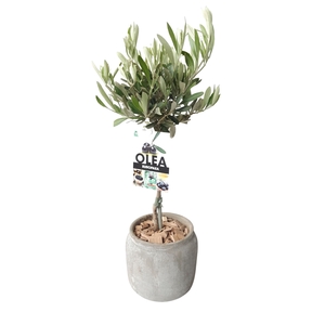 Arr.   Kamerplant Groen L%