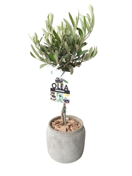 <h4>Arr.   Kamerplant Groen L%</h4>