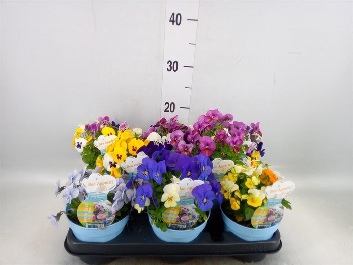 <h4>Viola corn.   ...</h4>
