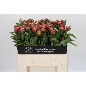 Paeonia dr alexander fleming
