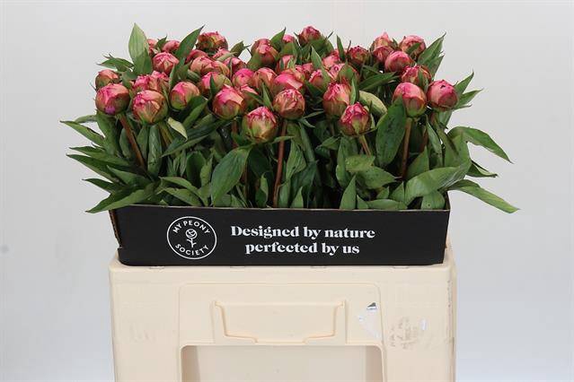 <h4>Paeonia dr alexander fleming</h4>