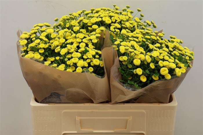 <h4>TANA PA AMAZONE</h4>