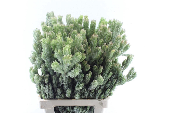 <h4>Kaaps Adenanthos</h4>