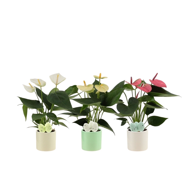 <h4>Anthurium 3 color mix in Helsinki ceramics + plover egg stabber</h4>