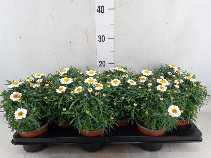 <h4>Argyranthemum  'La Rita Comp White'</h4>