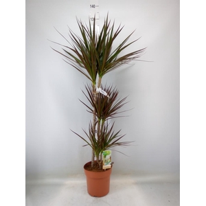 Dracaena marg. 'Magenta'