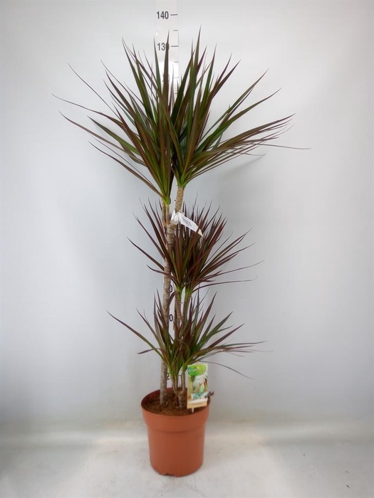 <h4>Dracaena marg. 'Magenta'</h4>