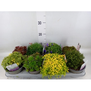 Rotsplanten   ...mix   [Rock plant]