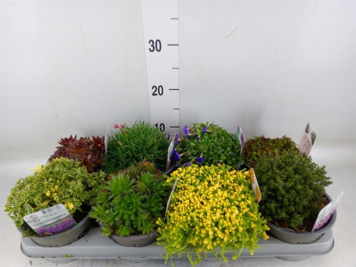 <h4>Rotsplanten   ...mix   [Rock plant]</h4>