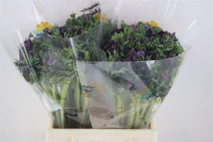 <h4>Anem Mistral Bordeaux</h4>