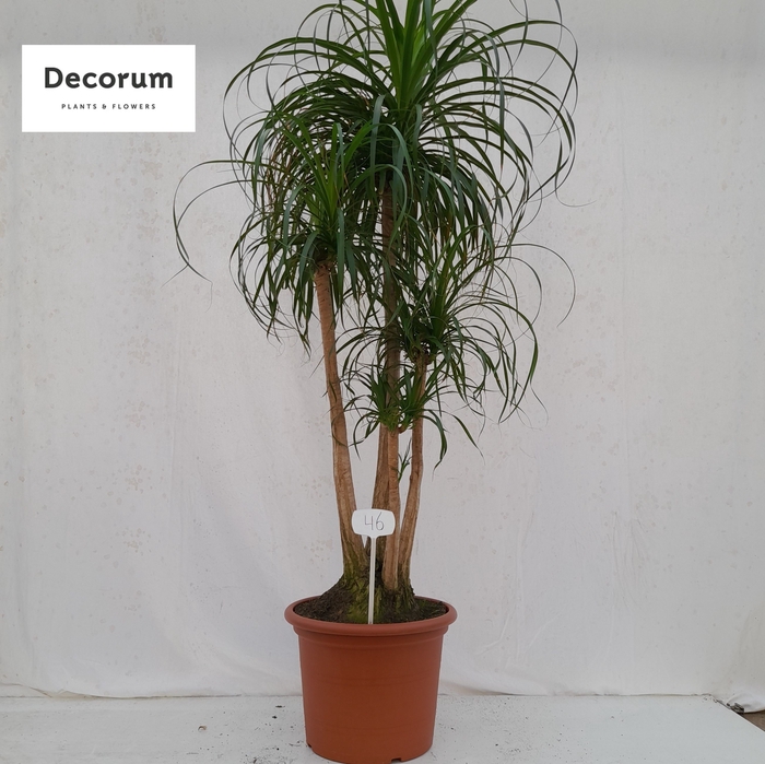 <h4>Beaucarnea vertakt op nummer 46</h4>