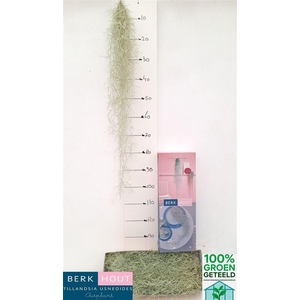 Till Usneoides