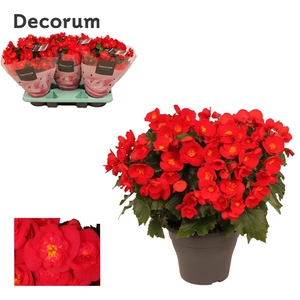 Begonia BELOVE Red 19cm Outdoor