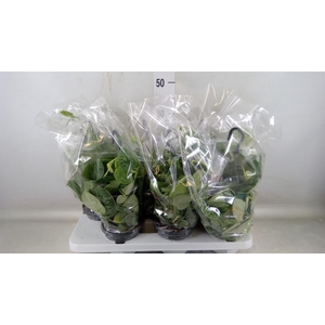 Scindapsus pictus 'Silvery Ann'