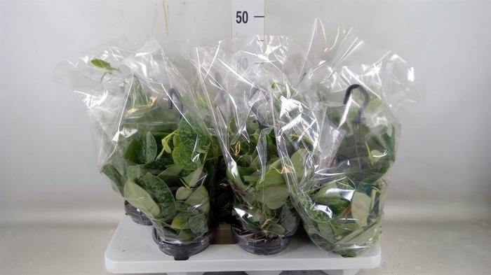 <h4>Scindapsus pictus 'Silvery Ann'</h4>