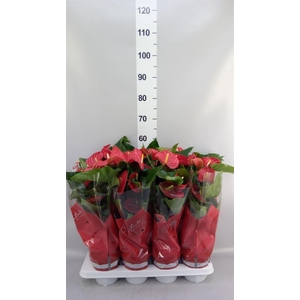 Anthurium andr. 'Casparo'