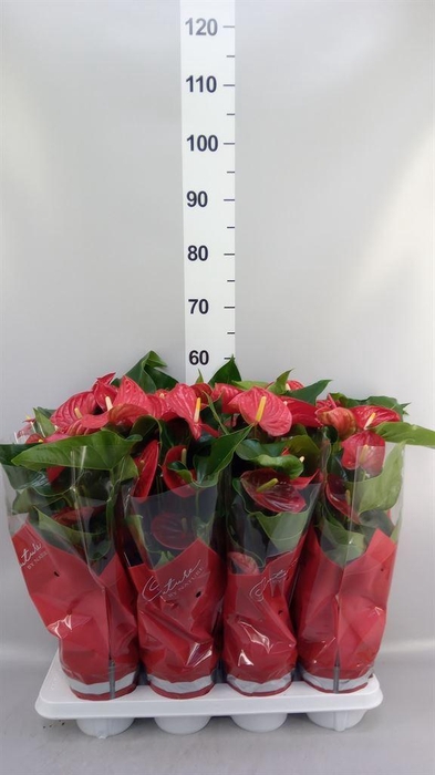 <h4>Anthurium andr. 'Casparo'</h4>