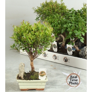 BONSAI GEM