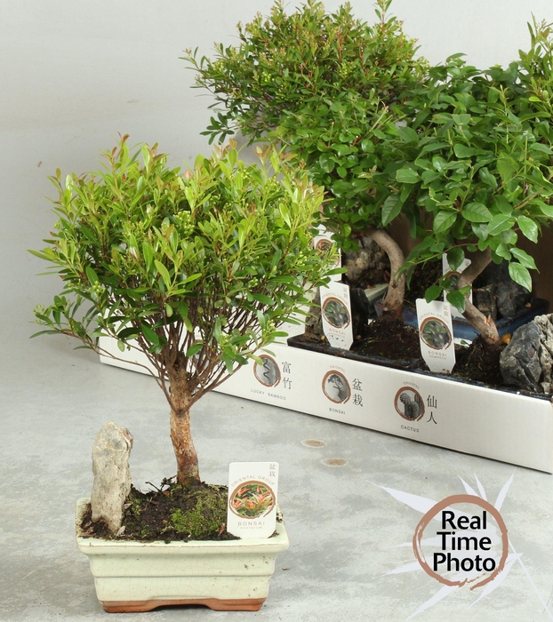 <h4>BONSAI GEM</h4>