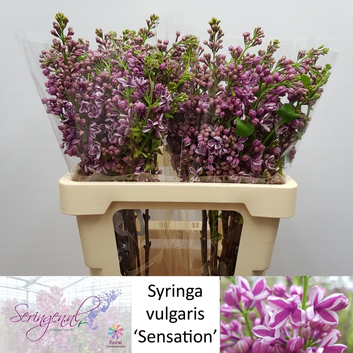 <h4>SYR V SENSATION</h4>