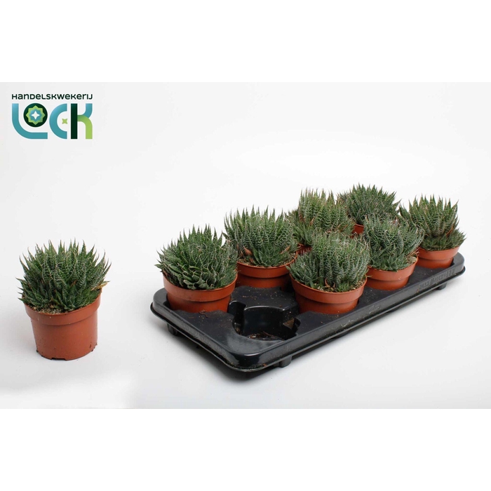 <h4>ALOE ARISTATA</h4>