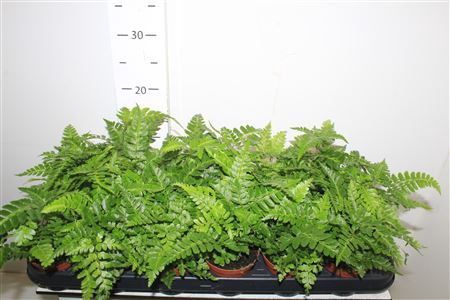 <h4>Athyrium Ov</h4>