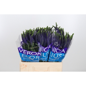 Veron Smart Navy