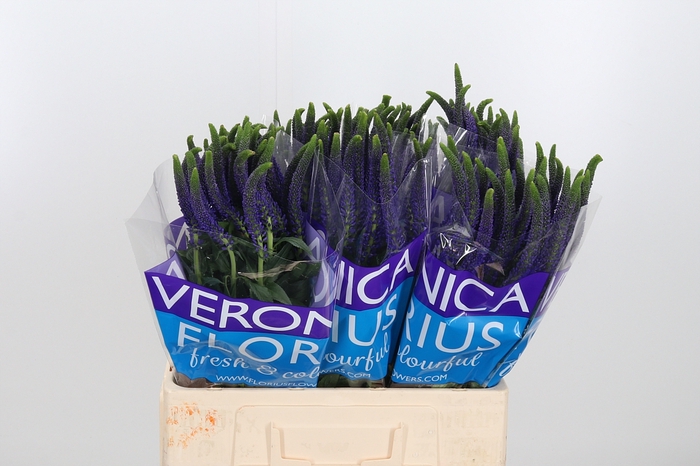 <h4>Veron Smart Navy</h4>