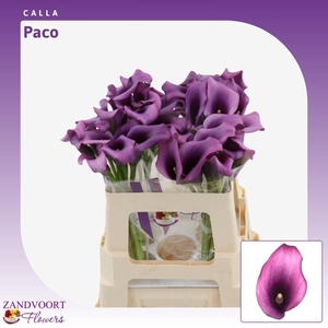 Calla Paco