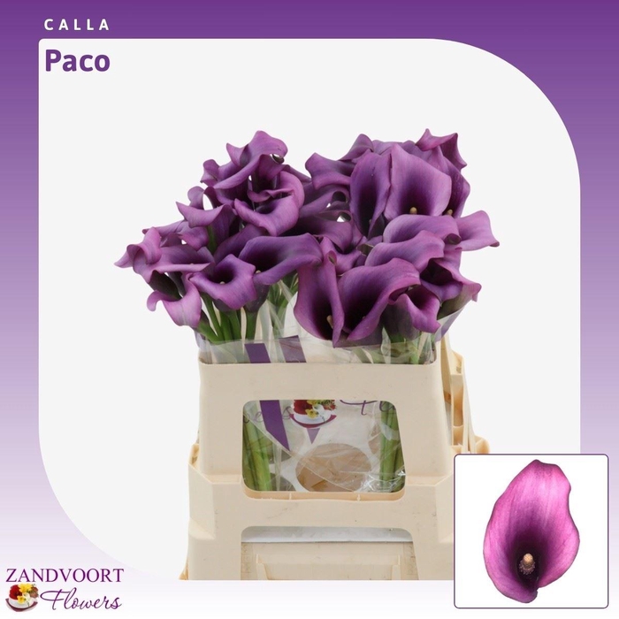 <h4>Calla Paco</h4>
